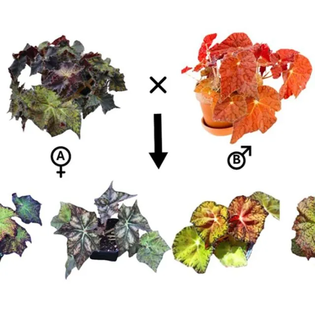 thumbnail for publication: A Beginner’s Guide to Begonias: Hybridization and the Gateway to a New World in Its Breeding